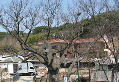 노거수